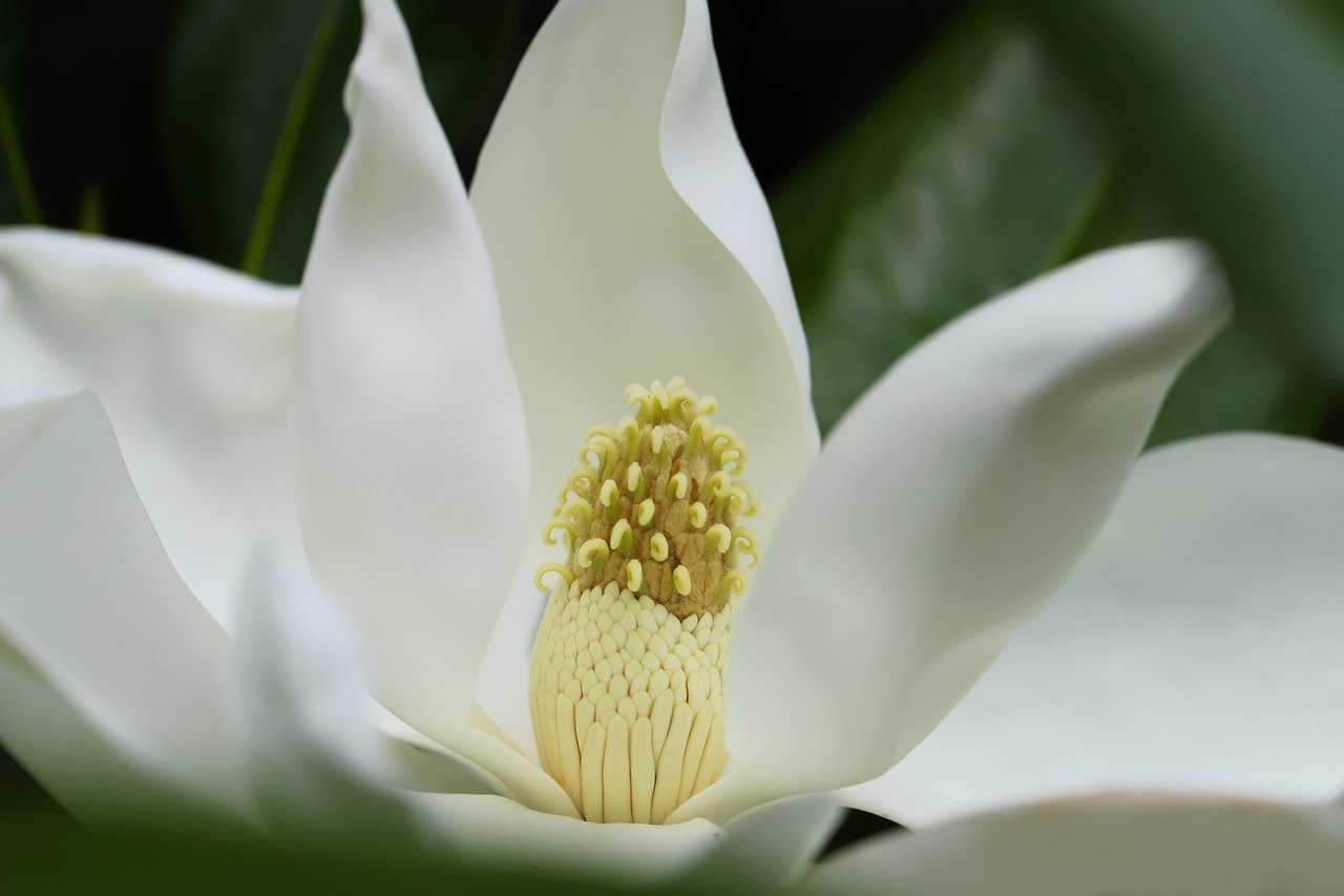 florales Design florales Design